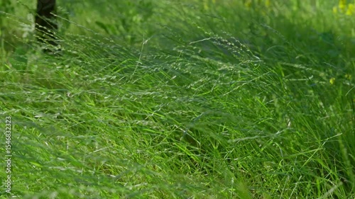 sunlit lakeshore grasses in summer breeze