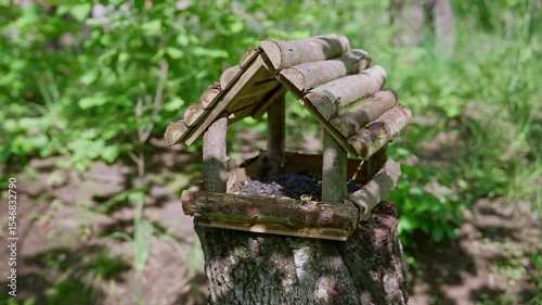 A tranquil woodland scene with a bird feeder on a tree stump