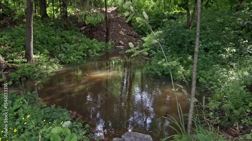 sunlit fern reflections in shaded woodland pond