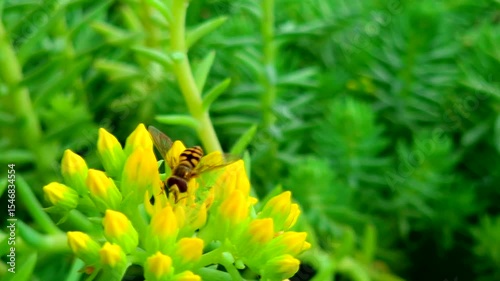 Small bee enjoying yellow nectar on flower in macro