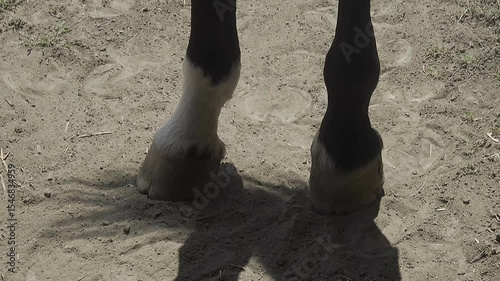 Close-up of a horse's hind hooves standing on sand