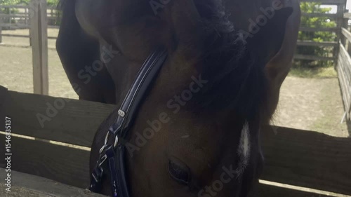 Horse eating hay close up