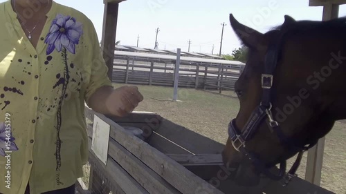 The horse eats hay from the hands of girls