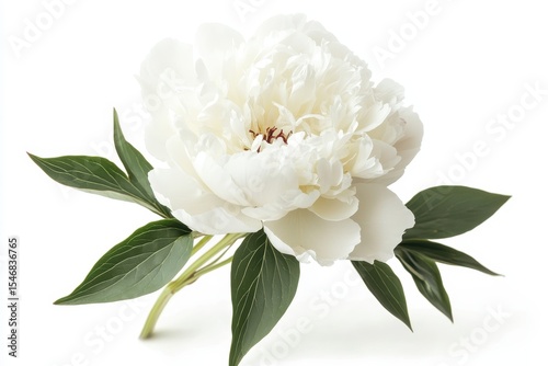 Closeup of white peony flower with green leaves showcasing delicate petals and natural beauty, Closeup on white peony flower