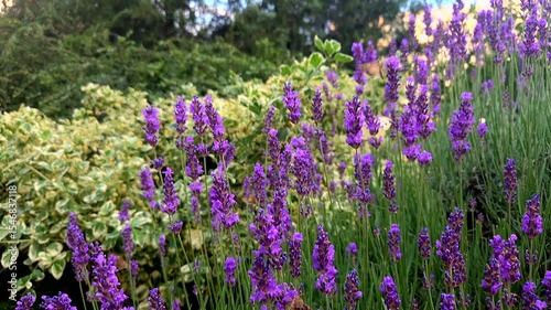 Beautiful butterflies fly among beautiful purple flowers on a green lawn