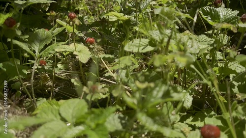 Beautiful red berries grow from green stems on the ground