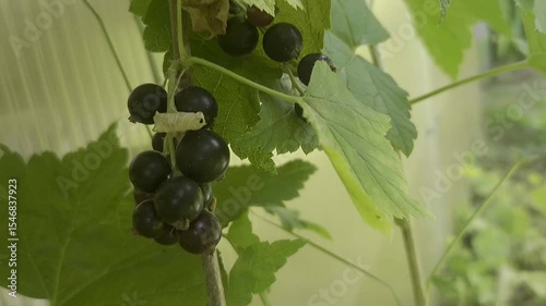 Beautiful black berries on a green branch under large green leaves