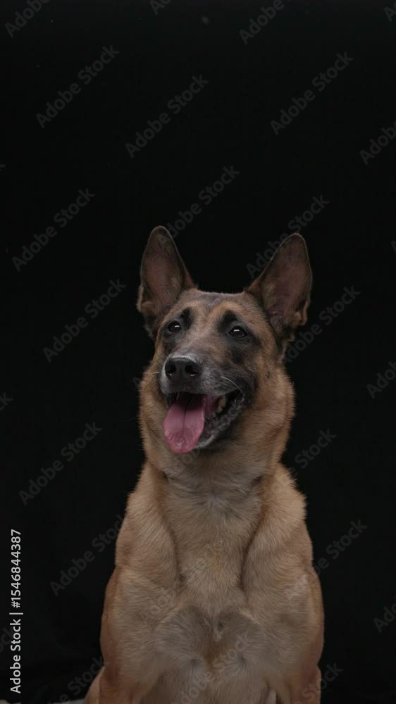 Belgian Malinois jumps up to catch flying treat during outdoor training