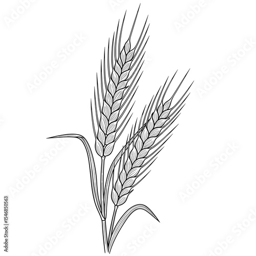 Botanical illustration of wheat stalks in a hand-drawn style for agricultural and culinary concepts