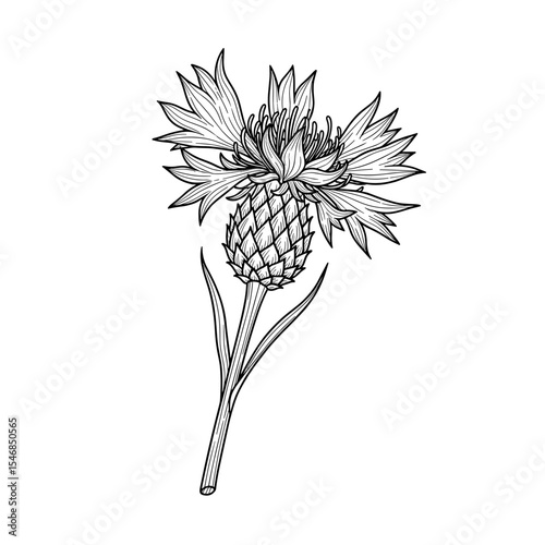 Botanical illustration of an artichoke flower in a hand-drawn style for floral and culinary concepts