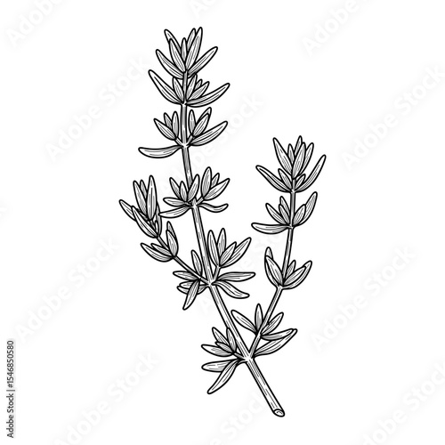 Botanical illustration of a herb stem in a hand-drawn style for culinary and herbal concepts