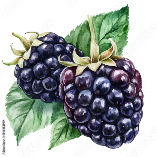 watercolor of Dark Ripe Fresh Blackberry, vector, isolated on a white background.