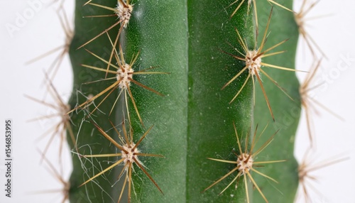 cactus close up isolated white background
