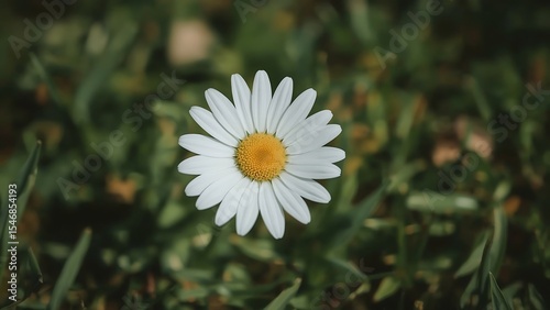 Blooming daisy flowers against the backdrop of soft green grass, soft morning lighting, bright and fresh atmosphere,color,gardent,plant
