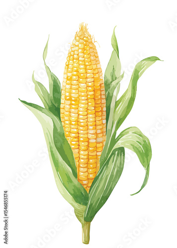 corn on the cob, isolated illustration