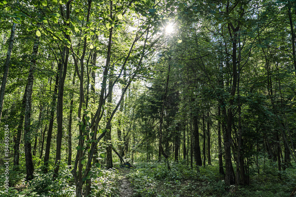 Fototapeta premium Sunlight Gently Filtering Through a Lush Green Forest Creating a Magical Atmosphere