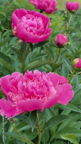 beautiful pink peonies in the garden, selective focus. vertical frame.