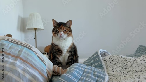 Serious looking cat waiting patiently in morning for owner to wake up on bed, slow blinking with anticipation. Feline expecting food attention, human animal bond, attention demand of sleepy owner