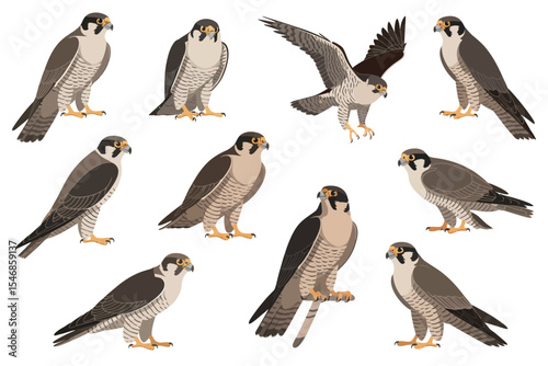 Collection of Nine Peregrine Falcons in Various Poses
