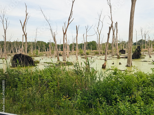 Swamp in Indiana Dunes National Park, USA
Dead trees in a water