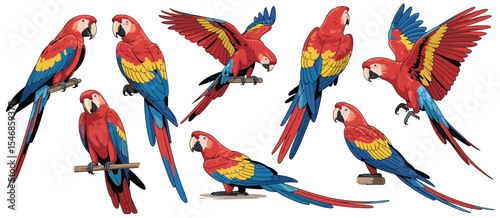 Scarlet Macaw Parrot Collection Eight Poses and Views