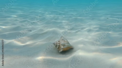 Seashell resting underwater on sandy ocean floor in clear blue water.  

