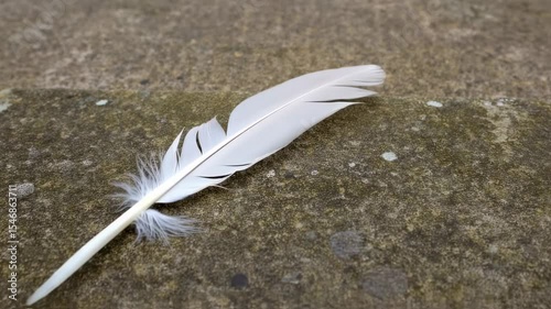 Feather gently falling through the air in slow motion.  
