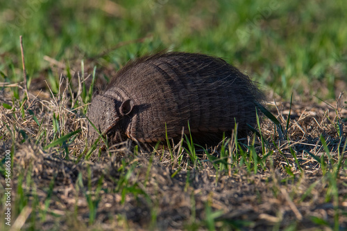 Armadillo in Pampas countryside environment, La Pampa Province, Argentina. photo