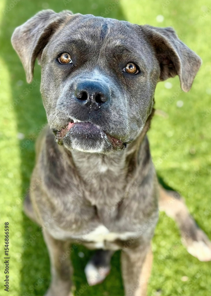 Brindle Cane Corso Mix Dog Sitting in Sunlight Brindle Cane Corso Mix Dog Sitting in Sunlight