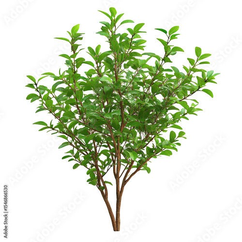 Lush green shrub with vibrant leaves, set against a clear background, ideal for nature-themed designs