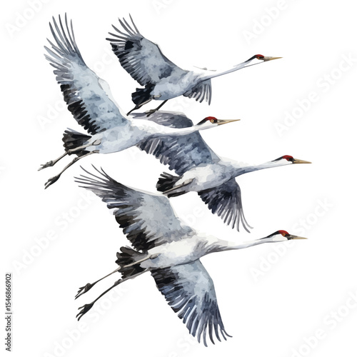 Cranes Flying In Formation, watercolor painting vector, isolated on a white background.
