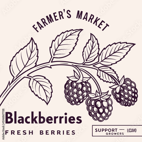 Vintage Style Farmers Market Blackberry Illustration Dark Purple Line Art Three Berries Branch Leaves Fresh Berries