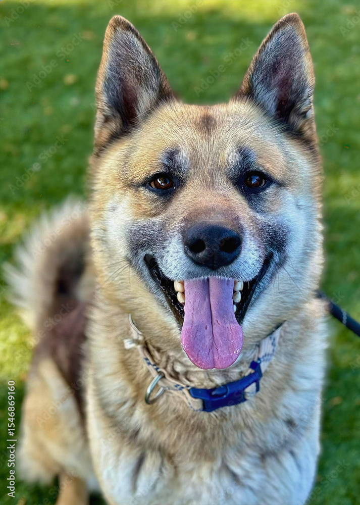 Husky Shepherd Mix Dog Smiling with Tongue Out Husky Shepherd Mix Dog Smiling with Tongue Out