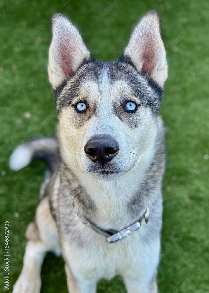 Blue-Eyed Husky Dog Sitting on Lawn Blue-Eyed Husky Dog Sitting on Lawn