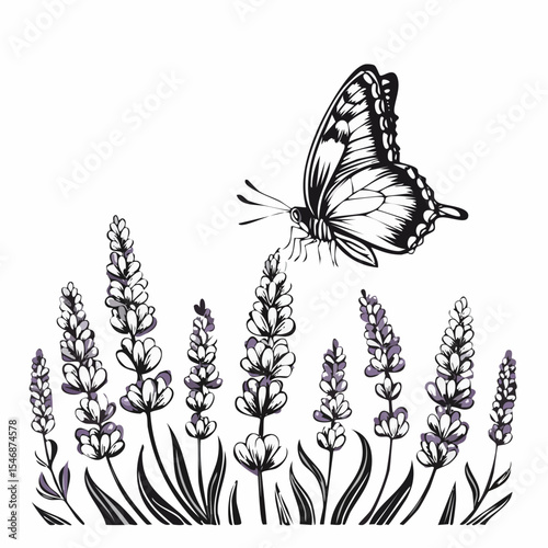 Butterfly Landing on Lavender Flowers in a Summer Garden Scene image vector.