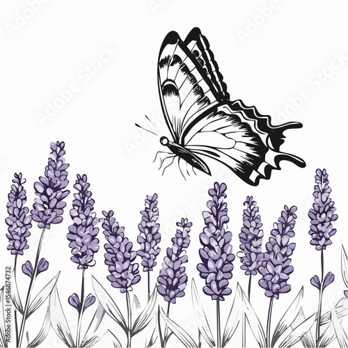 Butterfly Landing on Lavender Flowers in a Summer Garden Scene image vector.