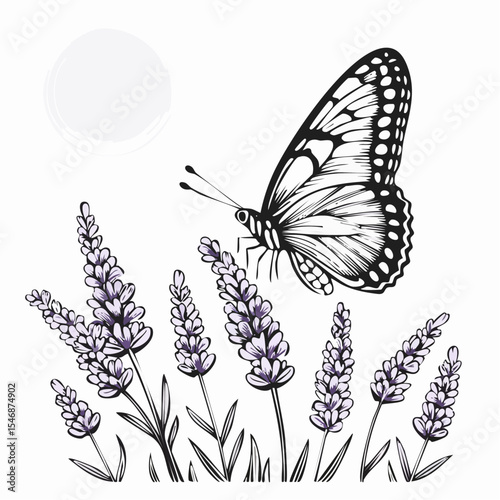 Butterfly on Lavender Flowers Enjoying Sunlight in a Natural Garden image vector.