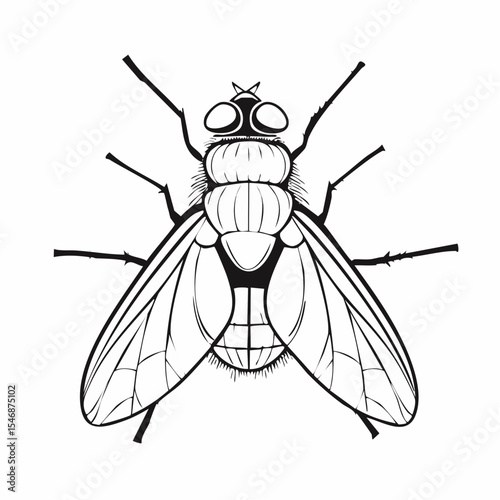 Blow Fly Species Lucilia Caesar Image vector isolated on white background.