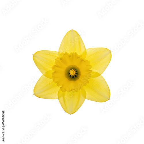 Wallpaper Mural Bright yellow daffodil flower symbolizing spring and renewal, ideal for floral or seasonal designs Torontodigital.ca