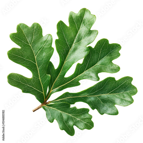 Fresh green oak leaves with intricate textures, isolated on a white background, ideal for nature themes