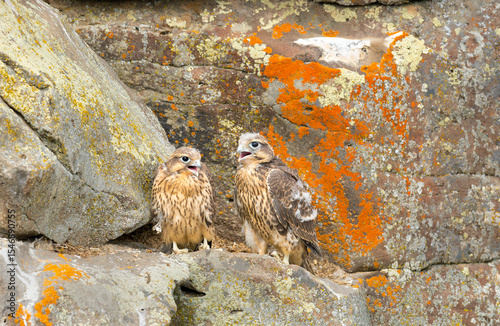Prairie Falcon nestlings in scenes from a cliffside aerie, from new born to fledgling.