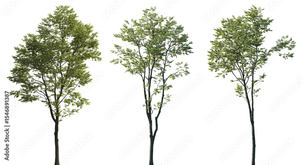Isolated Celtis australis tree with green leaves on transparent background Isolated Celtis australis tree with green leaves on transparent background