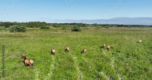 Elk Herd Grazing in Open Meadow, Wildlife Nature Scene