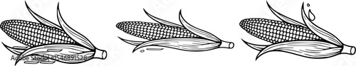 Black and white corn on the cob illustration