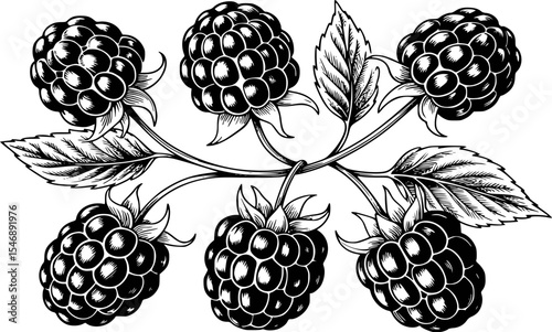 Vector illustration of ripe blackberries with leaves