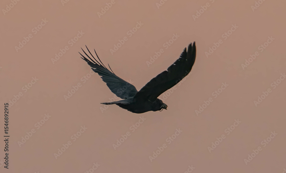 Fototapeta premium Crow against smoky sky