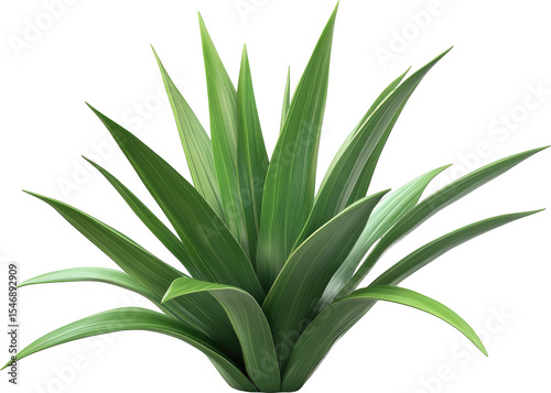 Isolated Lush Green Plant with Long, Pointed Leaves on White Background