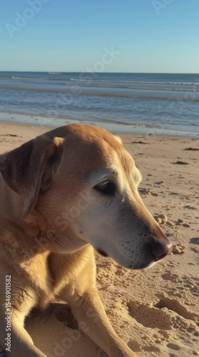 Yellow labrador dog relaxing on a sandy beach at sunset