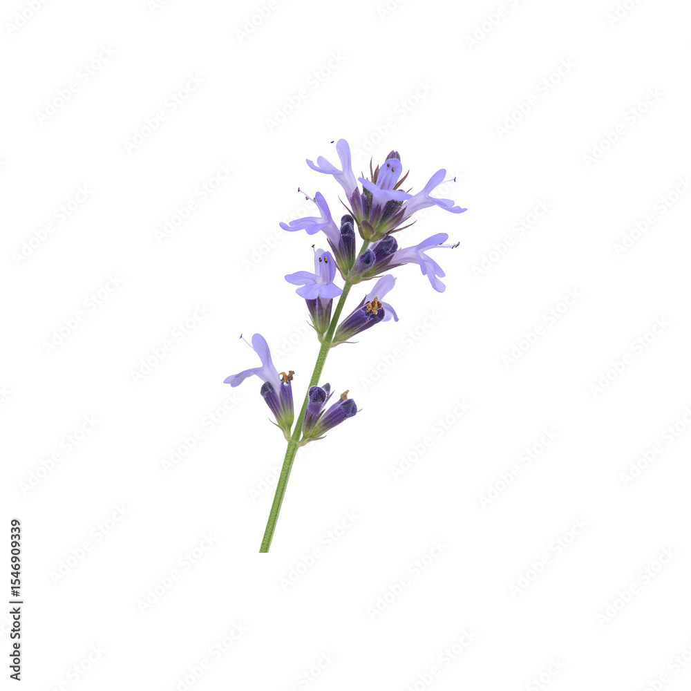 Naklejka premium Purple Lavender Sprig with Fragrant Blooms