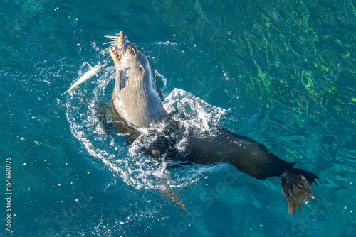 Long-nosed Fur seal playing a fish
